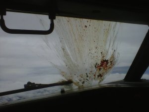 Birdstrike